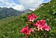 73 Omaggio floreale di rododendri rosa alla Cima Croce. 
